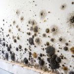 What Are The Warning Signs Of Mold Toxicity?