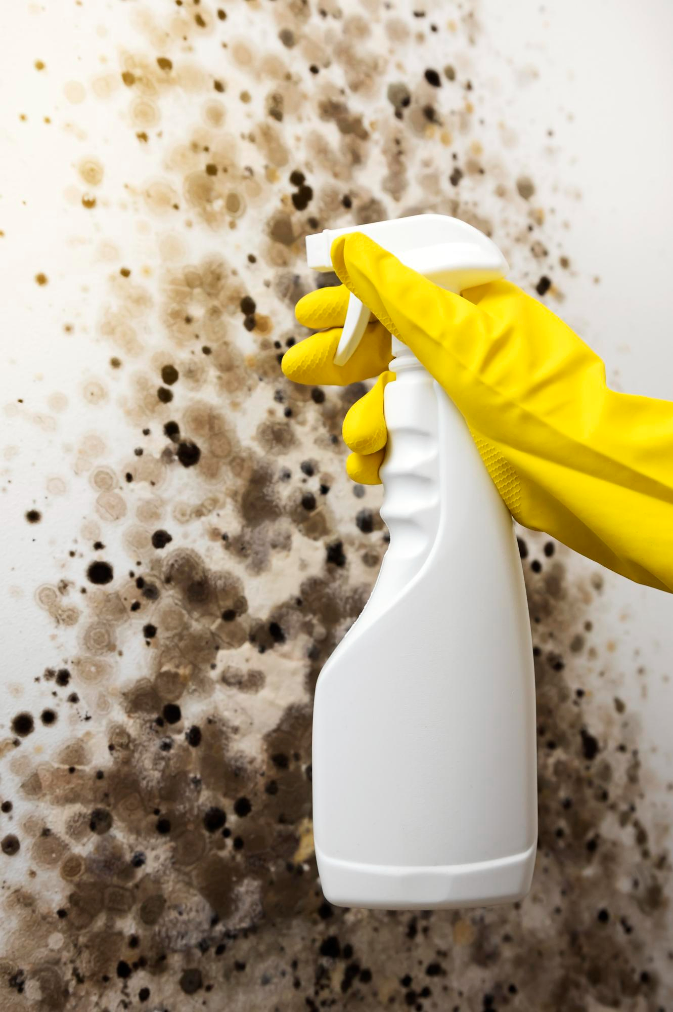 Detergent in hand against the background of a wall with mould mould on the wall