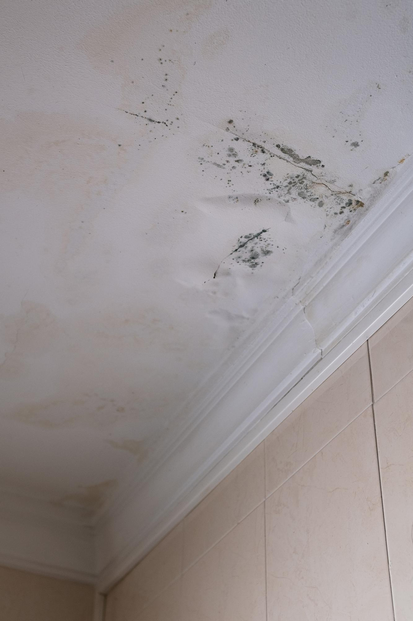 Serious mildew and mold problem on ceiling mold removal service affected roof from rain