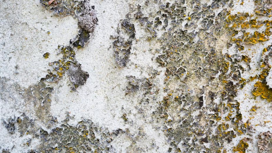 Weathered concrete surface with peeling paint and lichen