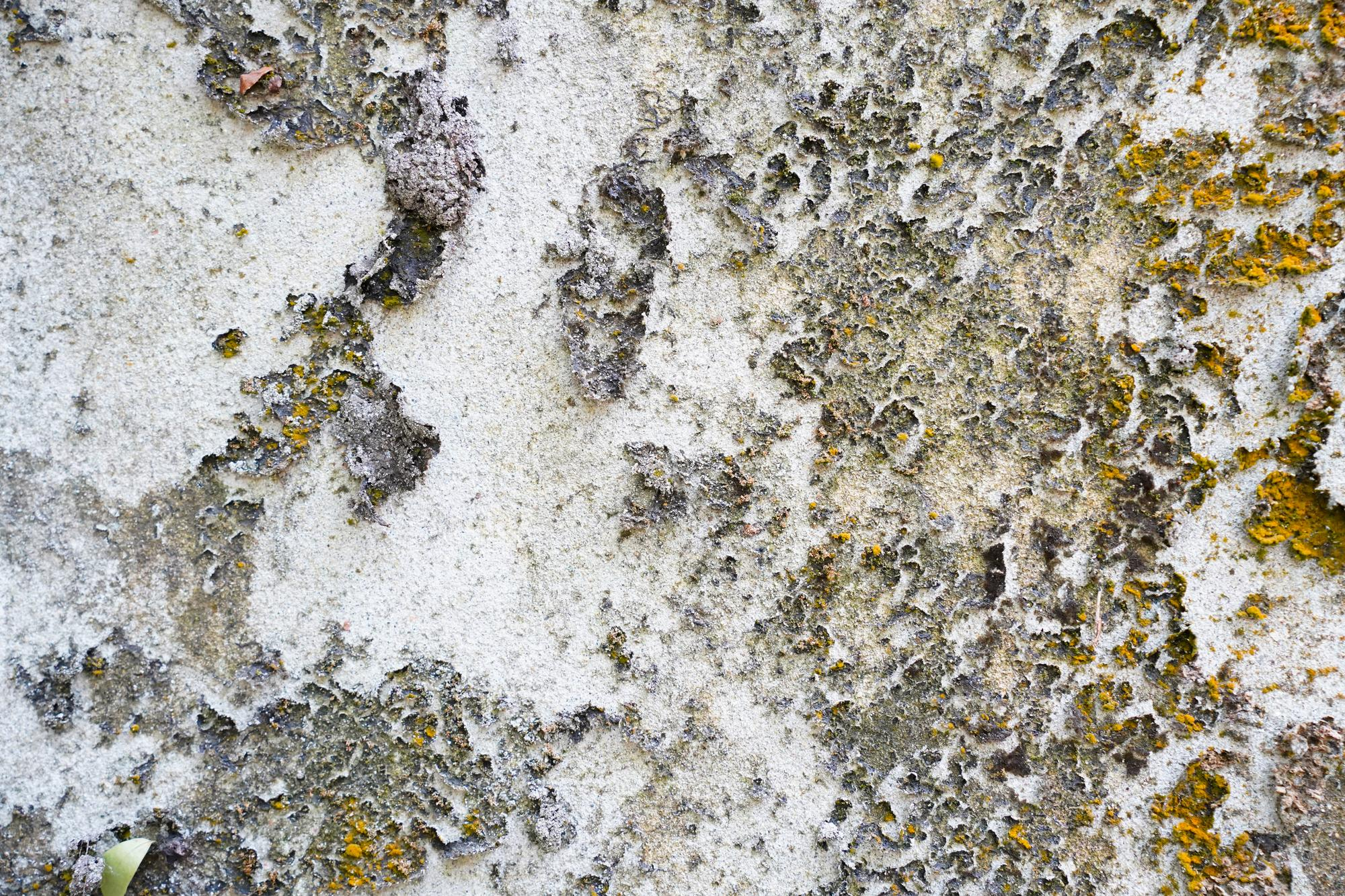 Weathered concrete surface with peeling paint and lichen