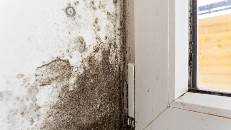 10 Common Drywall Mold Causes And Removal Solutions
