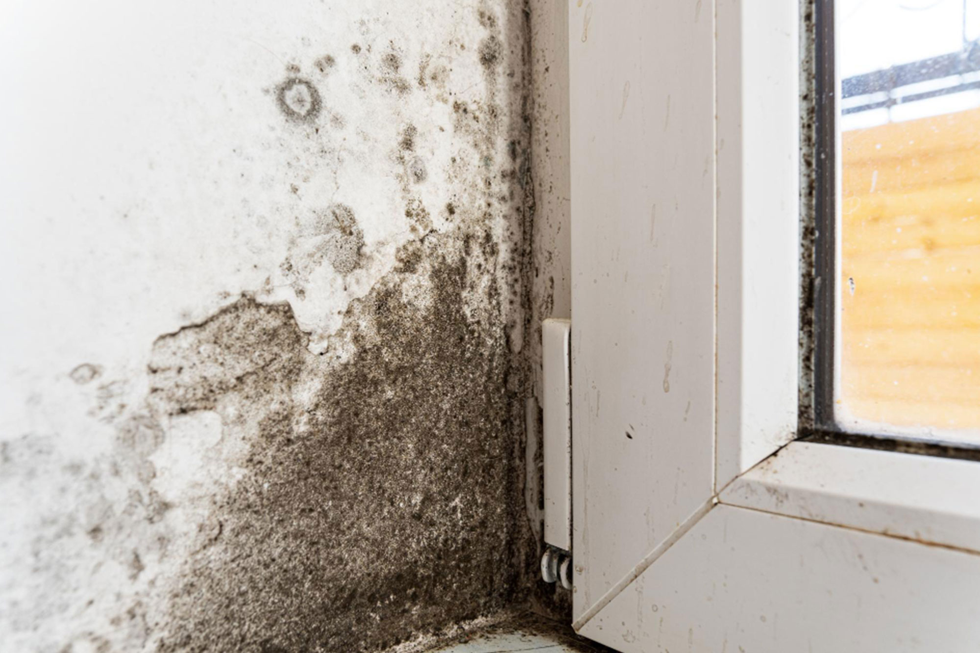 10 Common Drywall Mold Causes And Removal Solutions