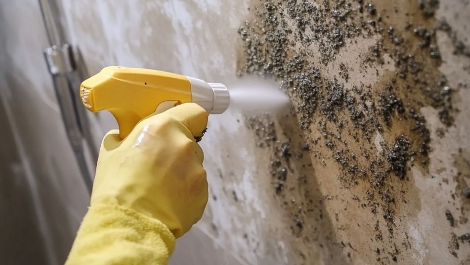 Mold Remediation Cost in Massachusetts: What Moves the Number