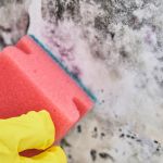 Peak Mold Season on the South Shore: Why September Is the Worst Month