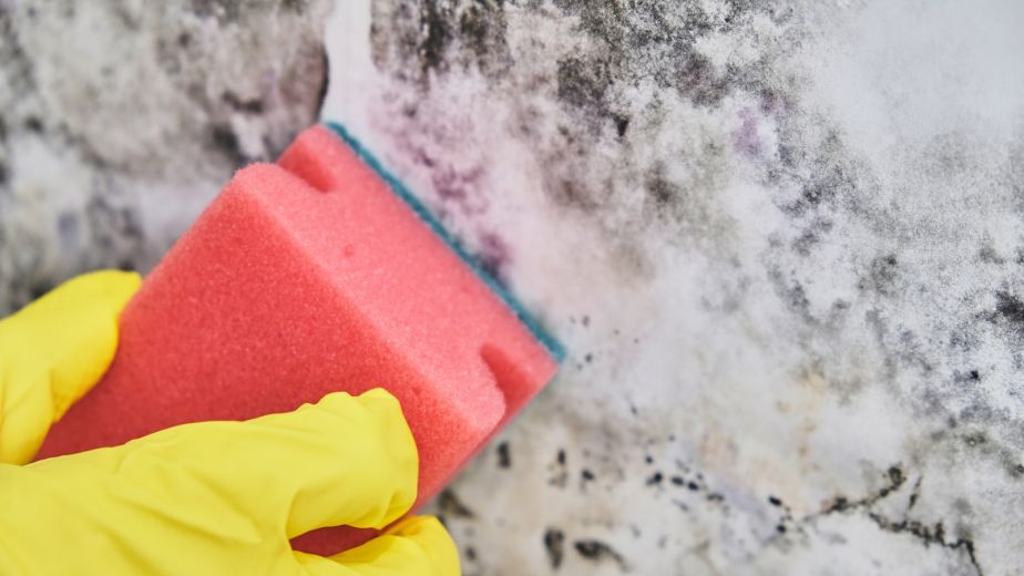 Peak Mold Season on the South Shore: Why September Is the Worst Month