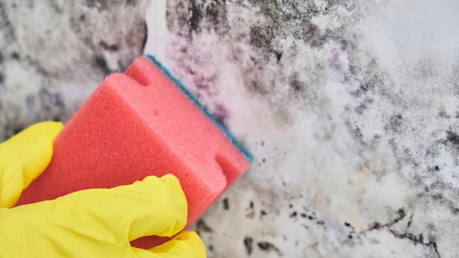 Peak Mold Season on the South Shore: Why September Is the Worst Month